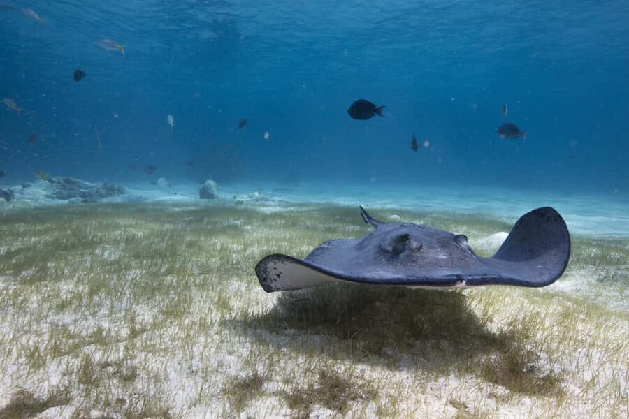 S. Tenerife: 2 Dives for Beginners (Beach + Boat Experience) - Off-the-Path Scuba Time by Boat: South Tenerife’s Premier Sites