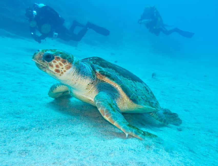 S. Tenerife: 2 Dives for Beginners (Beach + Boat Experience) - Equipment, Pickup, and What You Actually Pay For