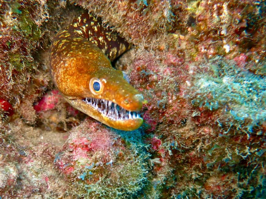 S. Tenerife: 2 Dives for Beginners (Beach + Boat Experience) - Safety Rules You Should Not Skip (Especially With Medical Limits)