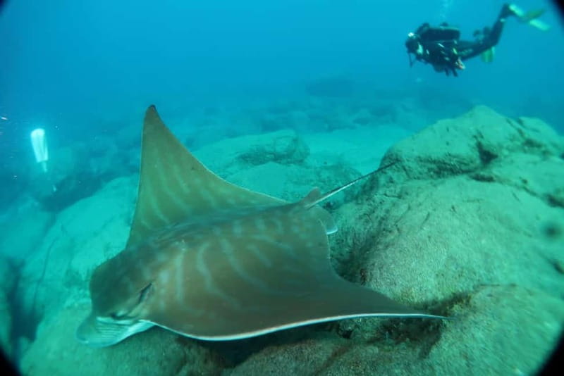 S. Tenerife: 2 Dives for Beginners (Beach + Boat Experience) - What to Expect Underwater, in Real Beginner Terms