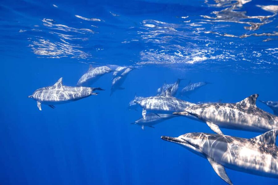 S. Tenerife: 2 Dives for Beginners (Beach + Boat Experience) - Getting Started at Aqua-Marina and Playa de las Américas Briefing