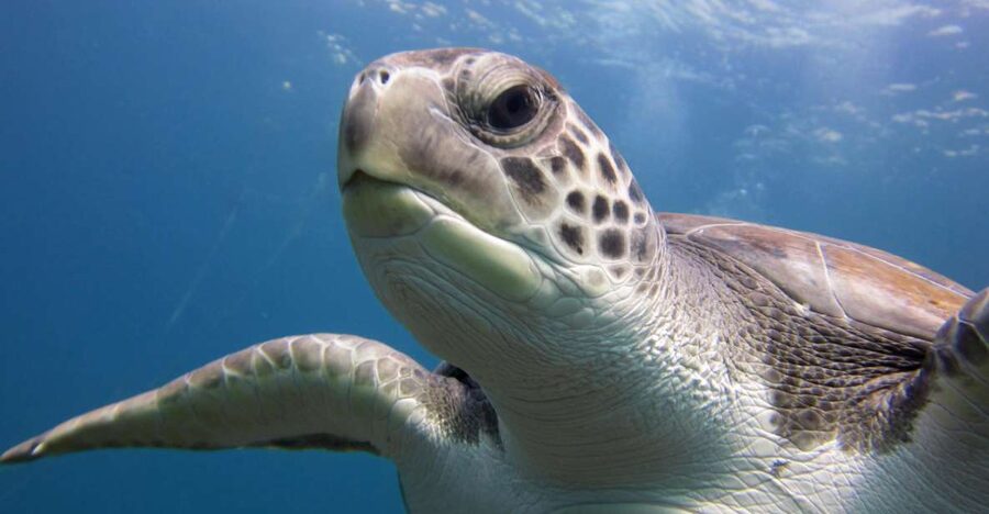 San Miguel de Abona: 2–Dive Package - Key highlights you will feel on the water