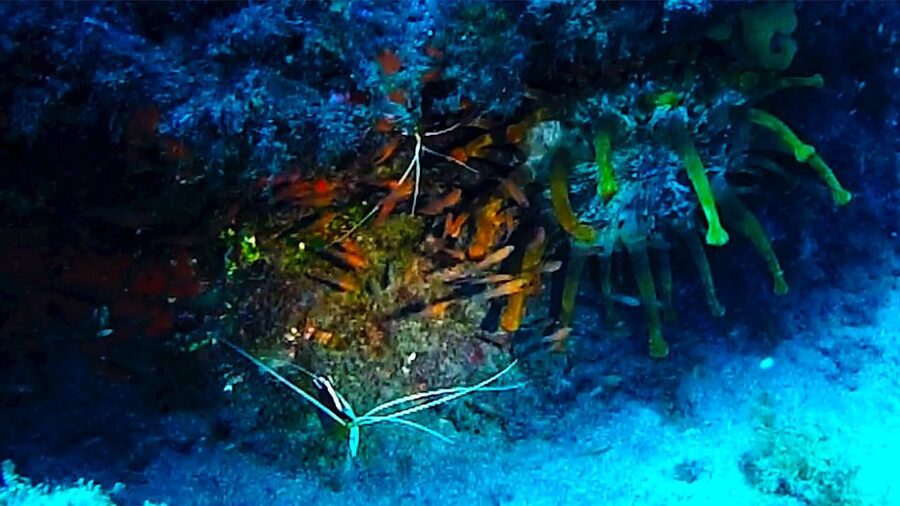 San Miguel de Abona: 2–Dive Package - San Miguel de Abona and Golf del Sur: why this area is so workable