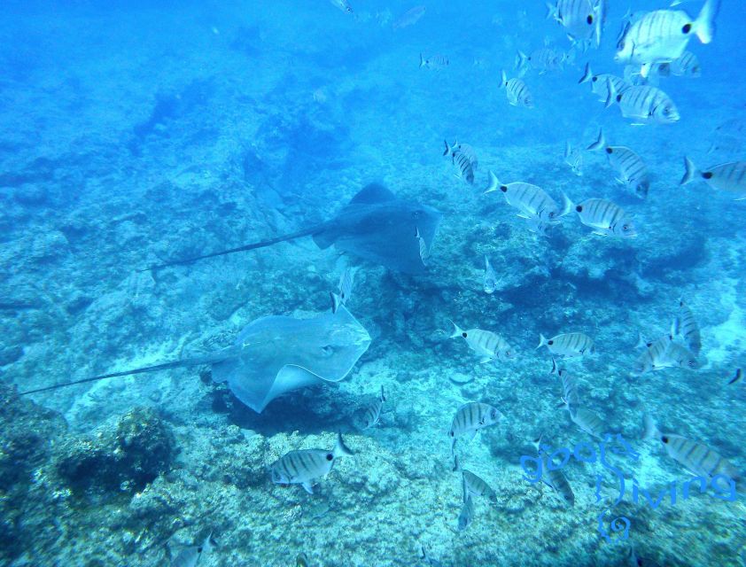 San Miguel de Abona: 2–Dive Package - The “surface interval” and snack: why the break matters