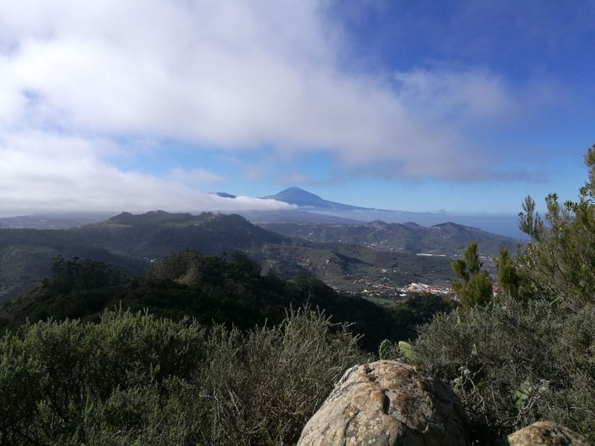 Santa Cruz de Tenerife: 2-Hour Hiking Tour in Anaga Forest - Why Anaga’s Laurel Forest Feels Like a Separate World