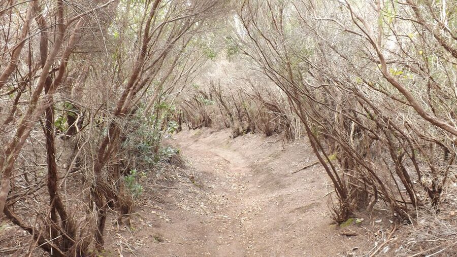 Santa Cruz de Tenerife: 2-Hour Hiking Tour in Anaga Forest - Angel’s Guide Style: Ecology, Humor, and Safety That Doesn’t Kill the Fun