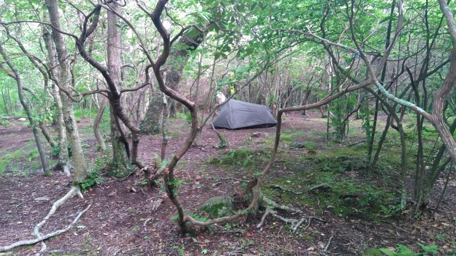 Santa Cruz de Tenerife: 2-Hour Hiking Tour in Anaga Forest - Meeting Point and Getting There From Santa Cruz