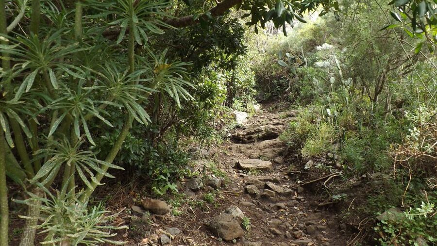 Santa Cruz de Tenerife: 2-Hour Hiking Tour in Anaga Forest - Price and Value: Is $50 Worth It?