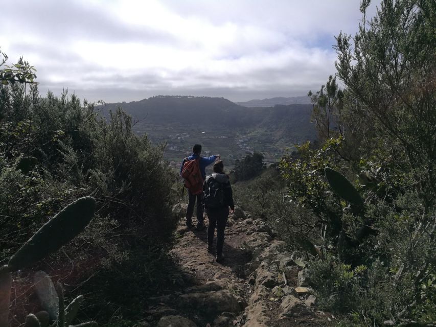 Santa Cruz de Tenerife: 2-Hour Hiking Tour in Anaga Forest - Should You Book This Santa Cruz to Anaga Forest Hike?