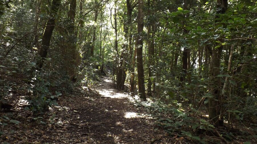 Santa Cruz de Tenerife: 2-Hour Hiking Tour in Anaga Forest - FAQ