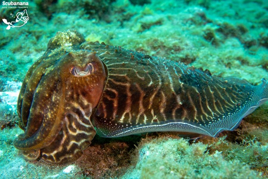 Santa Cruz de Tenerife: PADI Introductory Dive - Who should book this PADI Discover Scuba session in Santa Cruz de Tenerife