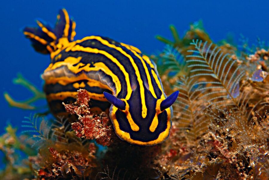 Santa Cruz de Tenerife: PADI Introductory Dive - Your underwater practice: four basic skills in shallow, calm water