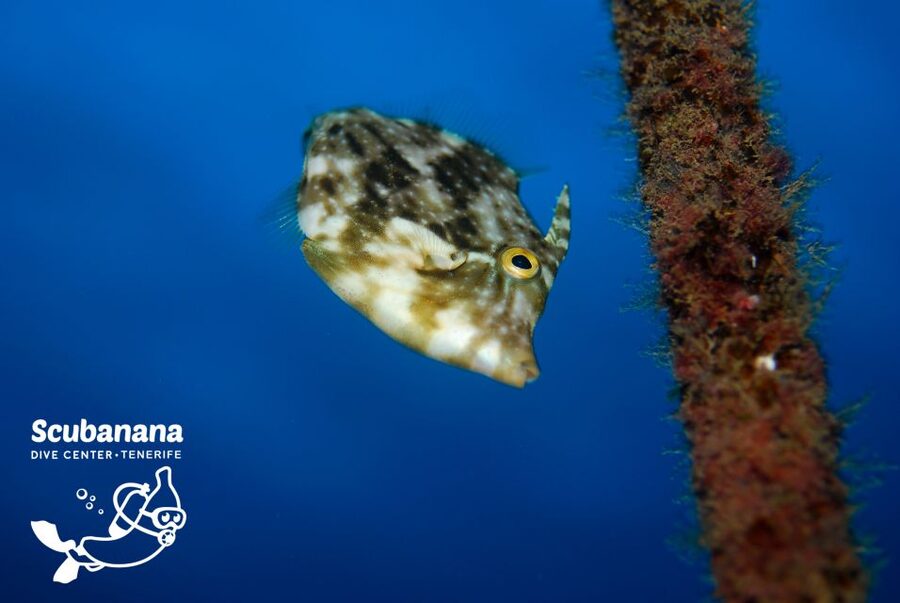 Santa Cruz de Tenerife: PADI Introductory Dive - Exploring the Bay of Radazul: marine life without the pressure