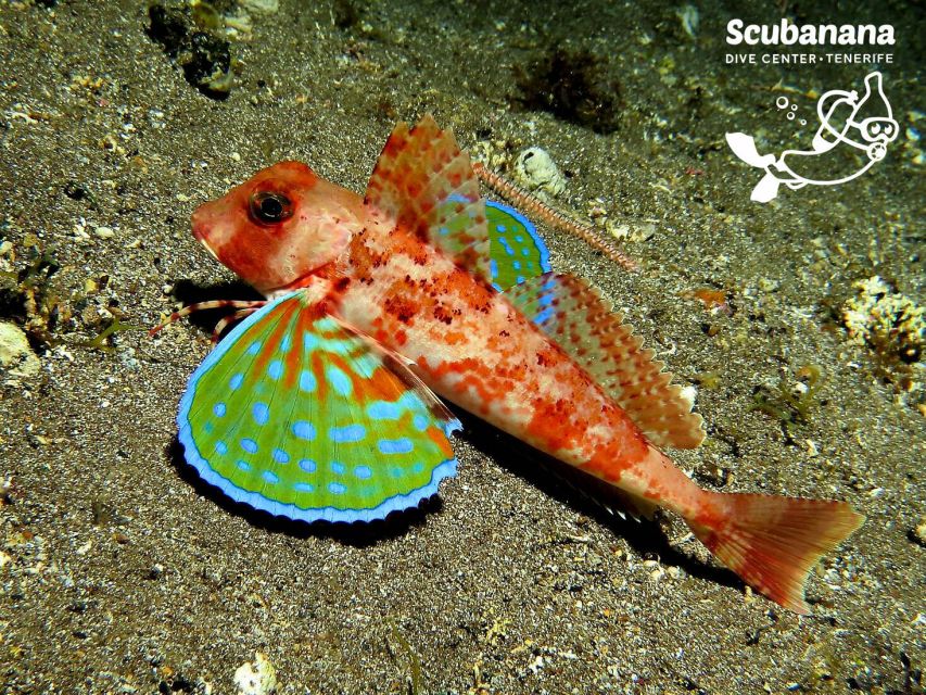 Santa Cruz de Tenerife: PADI Introductory Dive - After you surface: a group debrief that helps everything click