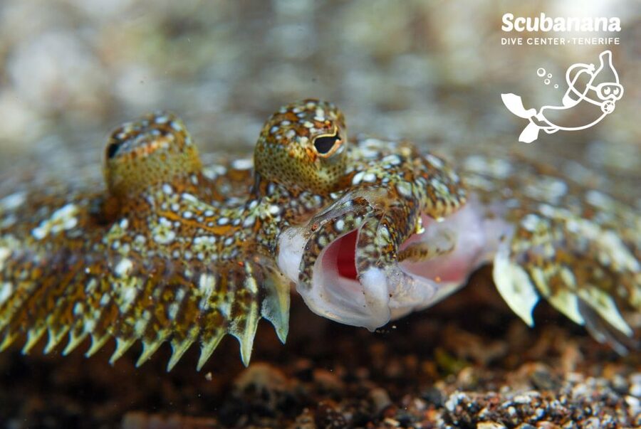 Santa Cruz de Tenerife: PADI Introductory Dive - Price and value: what you’re really getting for $152 per person