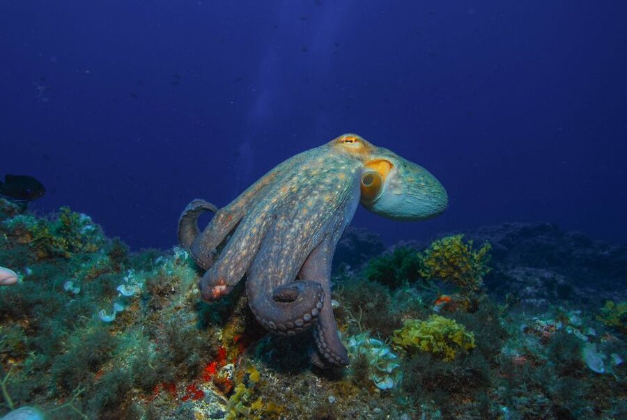 Santa Cruz de Tenerife: PADI Introductory Dive - What happens at the meeting point before you even suit up