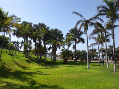 Santa Cruz de Tenerife Palmetum Entry Ticket