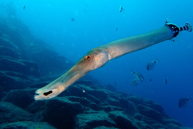 Scuba Adventure – 2 Guided Dives from Our Boat in Tenerife - Boat cruise down Tenerife’s south coast on a rigid inflatable