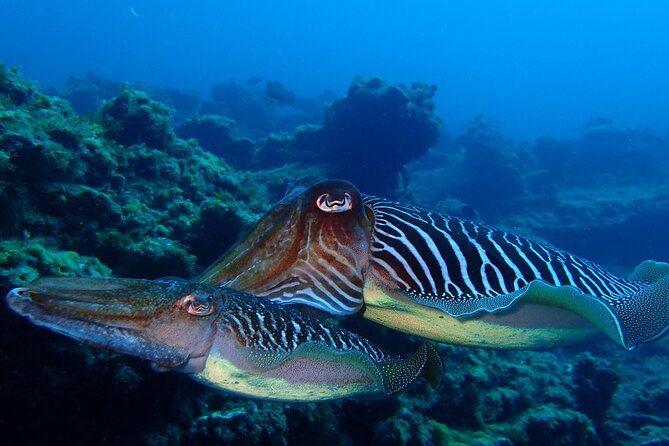 Scuba Adventure – 2 Guided Dives from Our Boat in Tenerife - Second guided scuba session: the same team, a fresh set of surprises