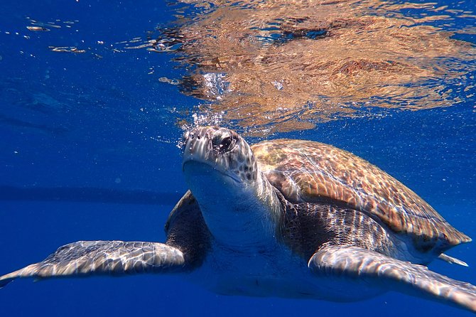 Scuba Adventure – 2 Guided Dives from Our Boat in Tenerife - Price and logistics: what the $98.64 really covers
