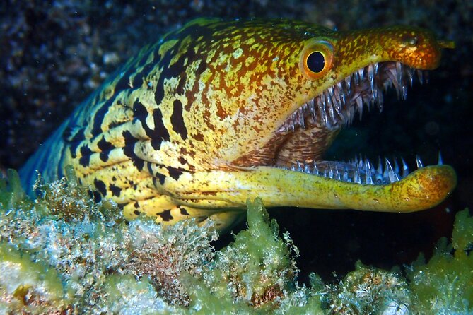Scuba Adventure – 2 Guided Dives from Our Boat in Tenerife - Who this Tenerife scuba adventure fits best