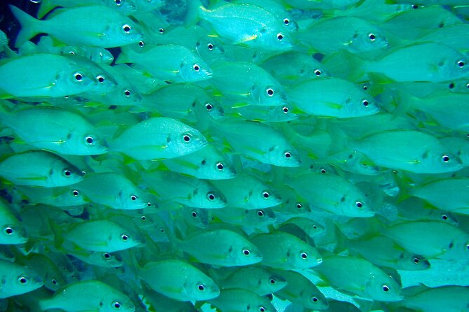 Scuba Adventure – 2 Guided Dives from Our Boat in Tenerife - Should you book this Tenerife scuba adventure?