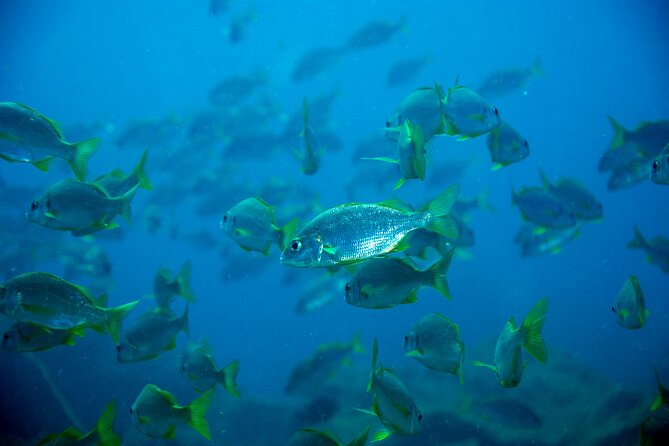Scuba Adventure – 2 Guided Dives from Our Boat in Tenerife - Between sessions at the marina: coffee, regroup time, and why it’s part of the value