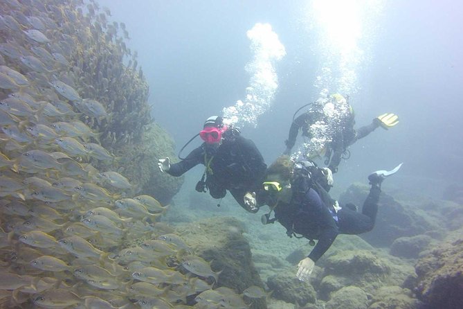 Scuba Diving Beginner's Session in Costa Adeje - Equipment, Guides, and That Small-Group Safety Net