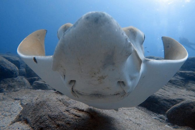 Scuba Diving for Certified Divers in Costa Adeje - Key highlights you’ll feel right away