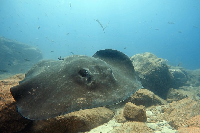 Scuba Diving for Certified Divers in Costa Adeje - Costa Adeje SCUBA for certified divers, what makes it work
