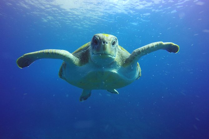 Scuba Diving for Certified Divers in Costa Adeje - Gear is included, and that changes your whole day