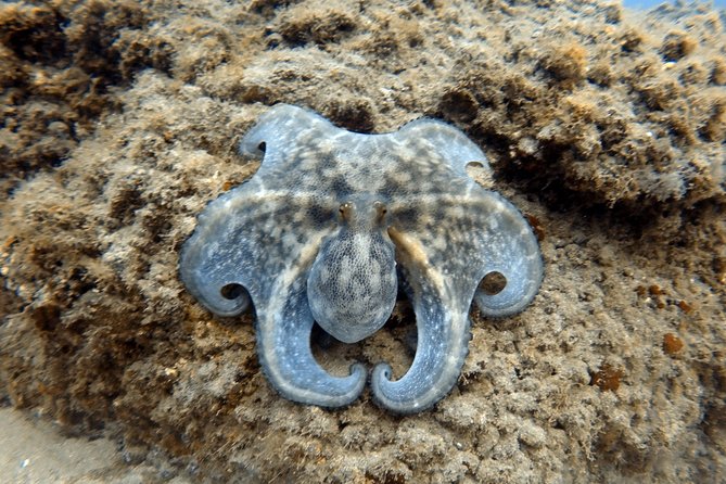 Scuba Diving for Certified Divers in Costa Adeje - Getting to the sites by speedboat
