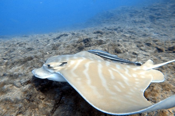 Scuba Diving for Certified Divers in Costa Adeje - Licenses accepted, and what that means for you