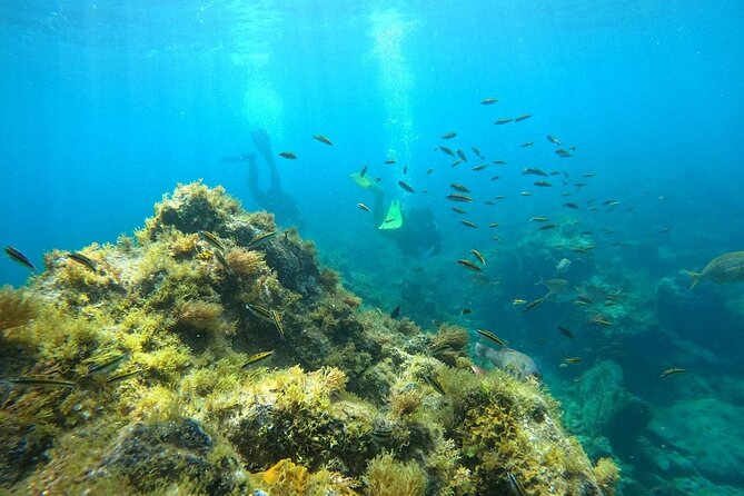 Scuba Diving in Turtle and Ray Area - Key Things I’d Do First (Before You Go)