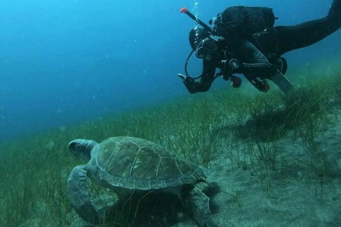 Scuba Diving in Turtle and Ray Area - Abades Bay Wildlife Time, Built for First-Timers and Returning Scuba Students