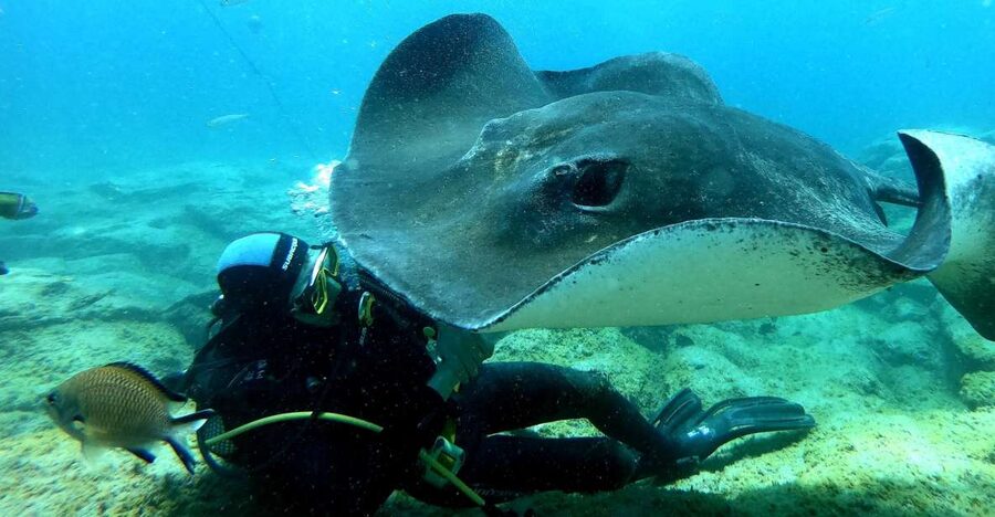 Scuba Diving trips for Certified Divers in Tenerife - Puerto Colón is the shortcut to Tenerife’s underwater world