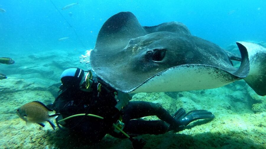 Scuba Diving trips for Certified Divers in Tenerife - Atlantic wildlife you might spot, plus how to find it