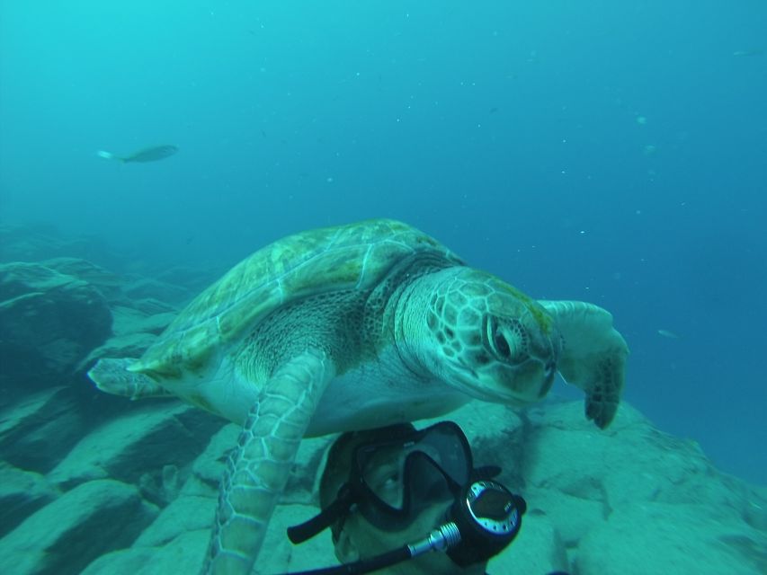 Scuba Diving trips for Certified Divers in Tenerife - Check-in, 30-minute safety briefing, and skill grouping