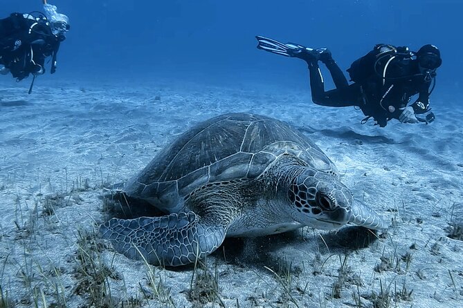 Scuba Experience in Tenerife with Guide - Guided Underwater Swim Around Tenerife’s Volcanic Coasts