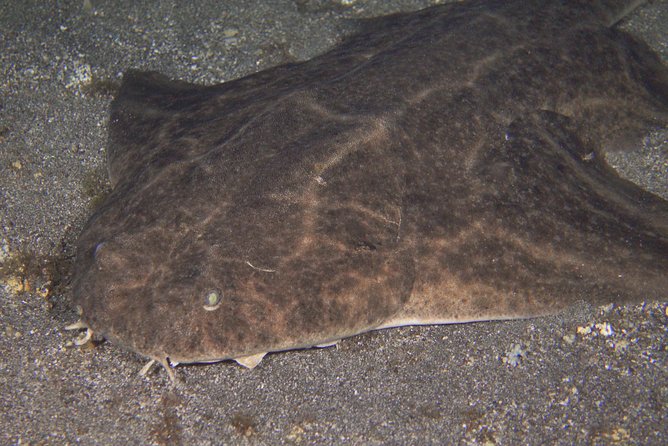 Scuba Night Dive on Tenerife - Meeting at Scubanana by Puerto Deportivo in Radazul