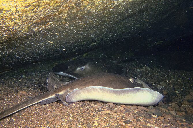 Scuba Night Dive on Tenerife - Cost and value, why $117.95 can make sense here