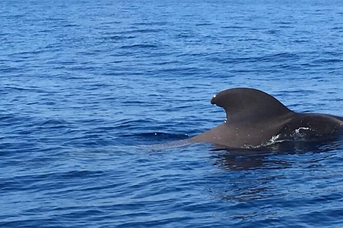 SEA SAFARI Dolphins, Whales, 3h speedboat DISCOVERY-TOUR - Small Group Size and the Captain Factor