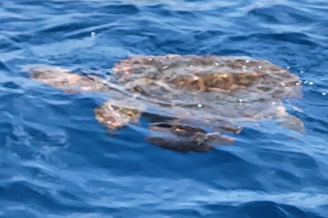 SEA SAFARI Dolphins, Whales, 3h speedboat DISCOVERY-TOUR - What the Return Along South Tenerife Adds