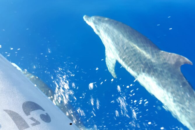 SEA SAFARI Dolphins, Whales, 3h speedboat DISCOVERY-TOUR - How the Puerto Colón Start Sets the Tone