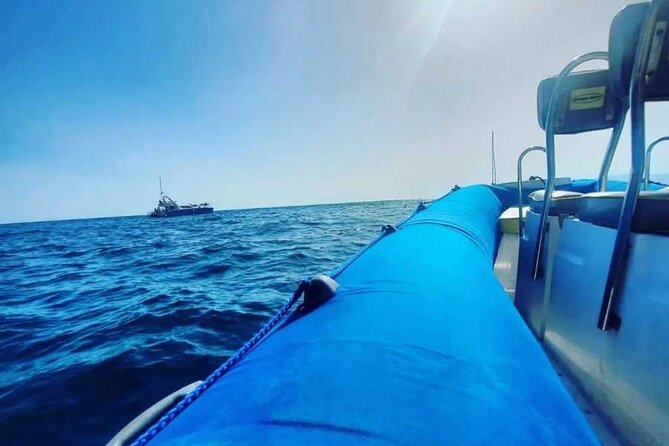 SEA SAFARI, Dolphins, Whales, snorkeling, snack and drink, 2 h speedboat - Wildlife spotting: dolphins, whales, and the surprise moments