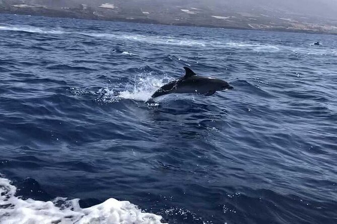 SEA SAFARI Dolphins,Whales, snorkeling, snack, drink, 3h private - Masca-area cruising and the fun extras you might spot