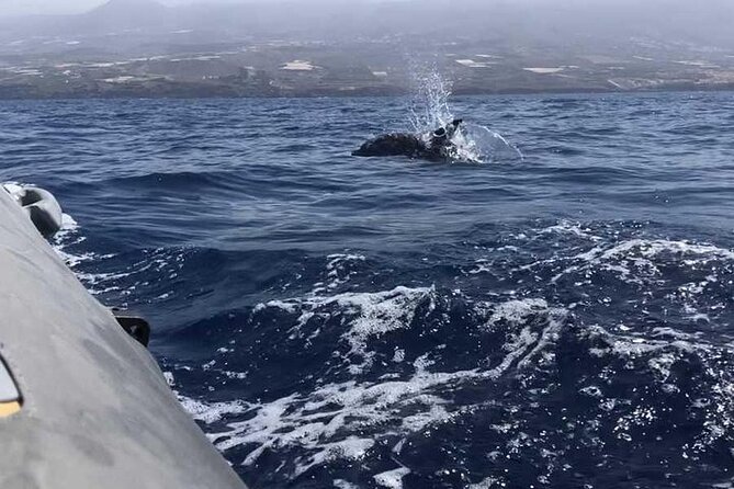 SEA SAFARI Dolphins,Whales, snorkeling, snack, drink, 3h private - Logistics you can plan around on Tenerife