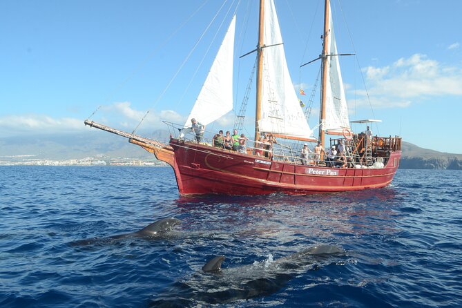 Sealife Dolphin & Whale Watching aboard Portuguese schooner - The hunt for pilot whales and dolphins, and how to watch smart