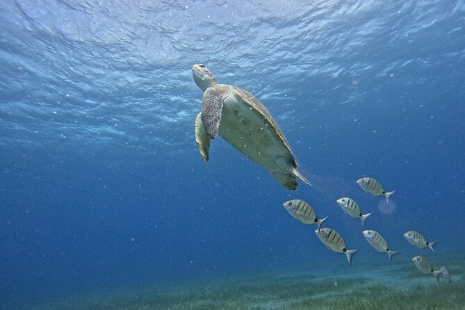 Small Group Snorkeling in Abades Bay with Licensed Guide - Key highlights you’ll feel right away