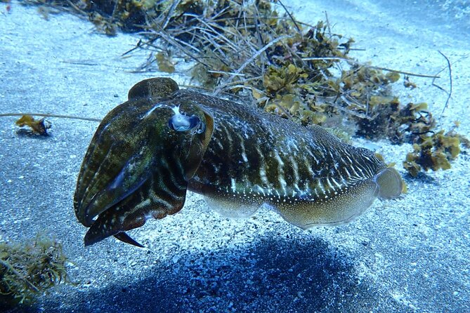 Small Group Snorkeling in Abades Bay with Licensed Guide - Small-group reality: who the max 15 travelers works for best